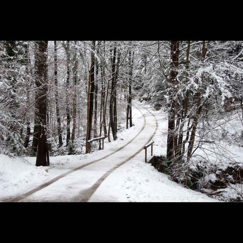 into the woods.jpg